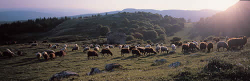 Gregge di pecore vicino a Radicofani